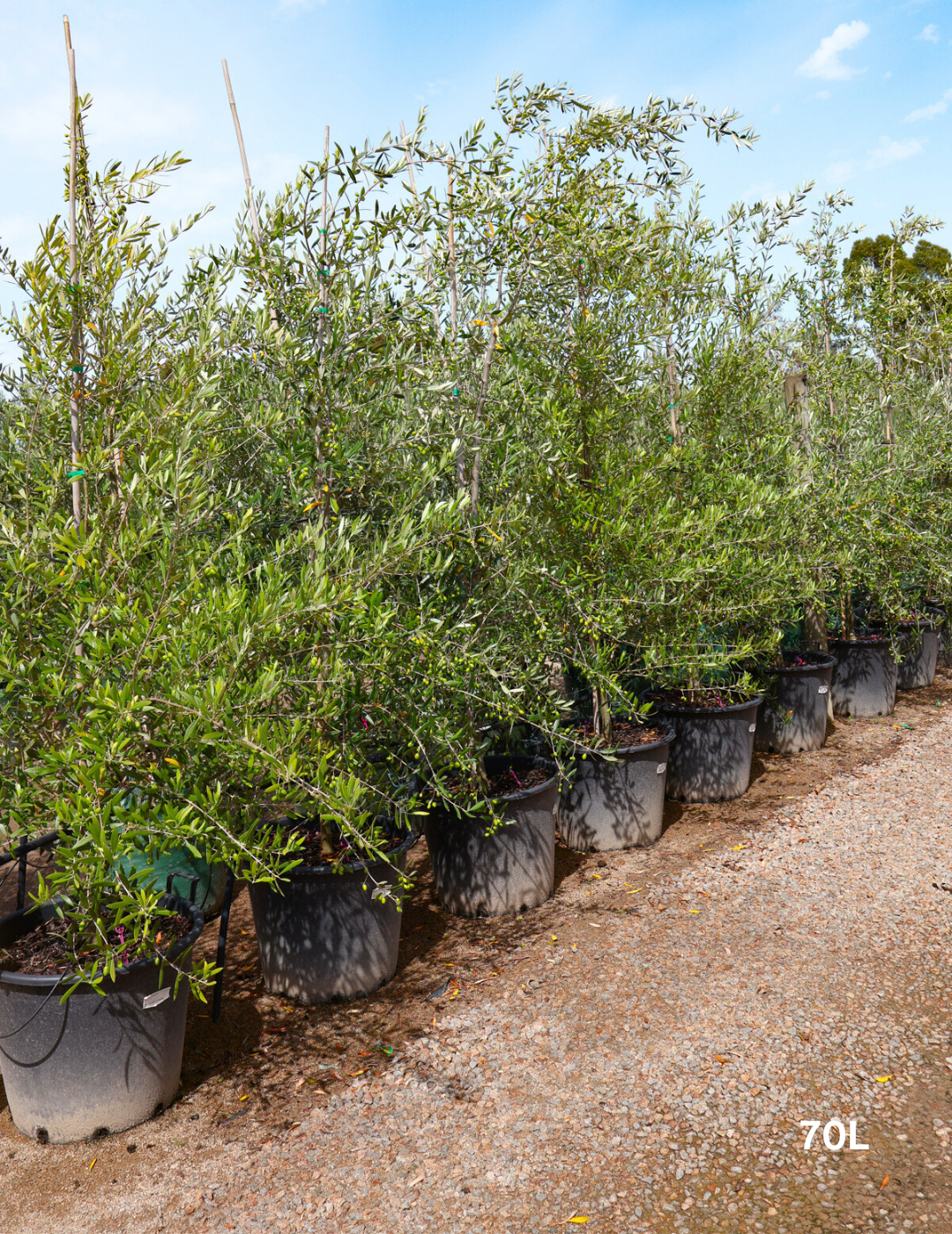 Olea europaea 'Correggiola' Olive - Evergreen Trees Direct