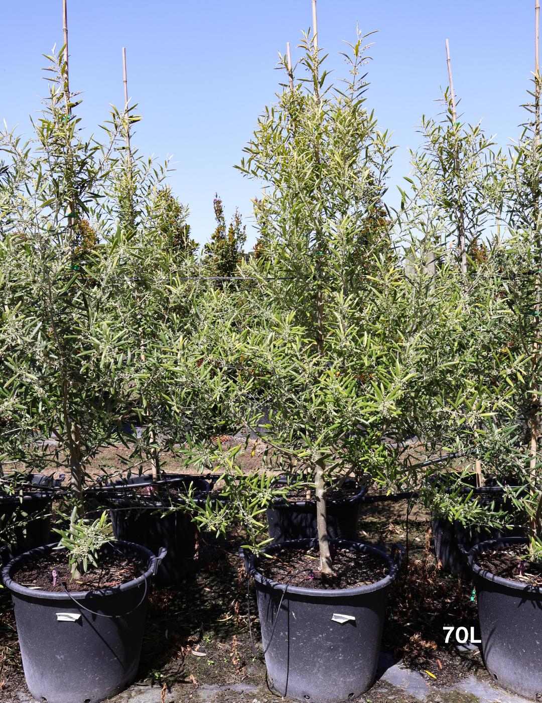 Olea europaea 'Del Morocco' - Evergreen Trees Direct