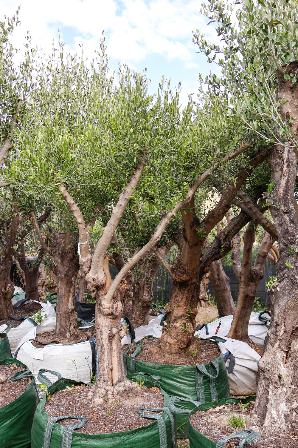 Olea europaea (Limited Sale) - Evergreen Trees Direct