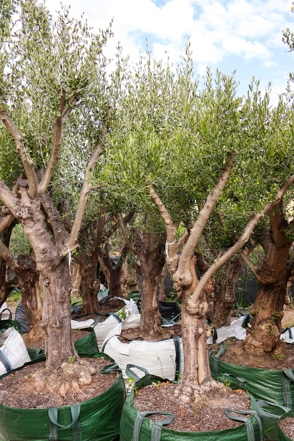 Olea europaea (Limited Sale) - Evergreen Trees Direct