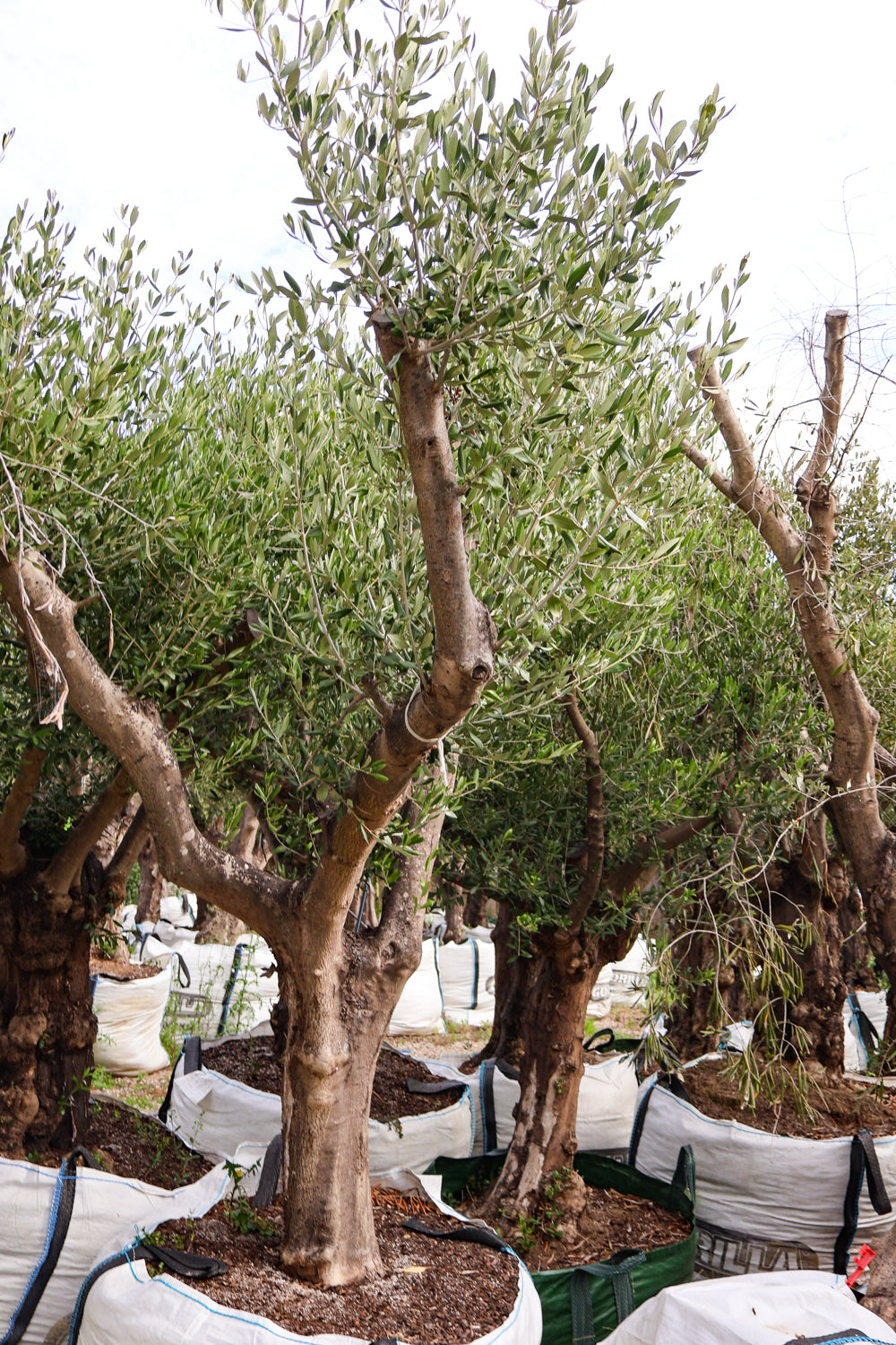 Olea europaea (Limited Sale) - Evergreen Trees Direct