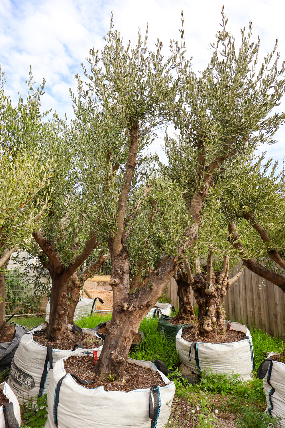 Olea europaea (Limited Sale) - Evergreen Trees Direct