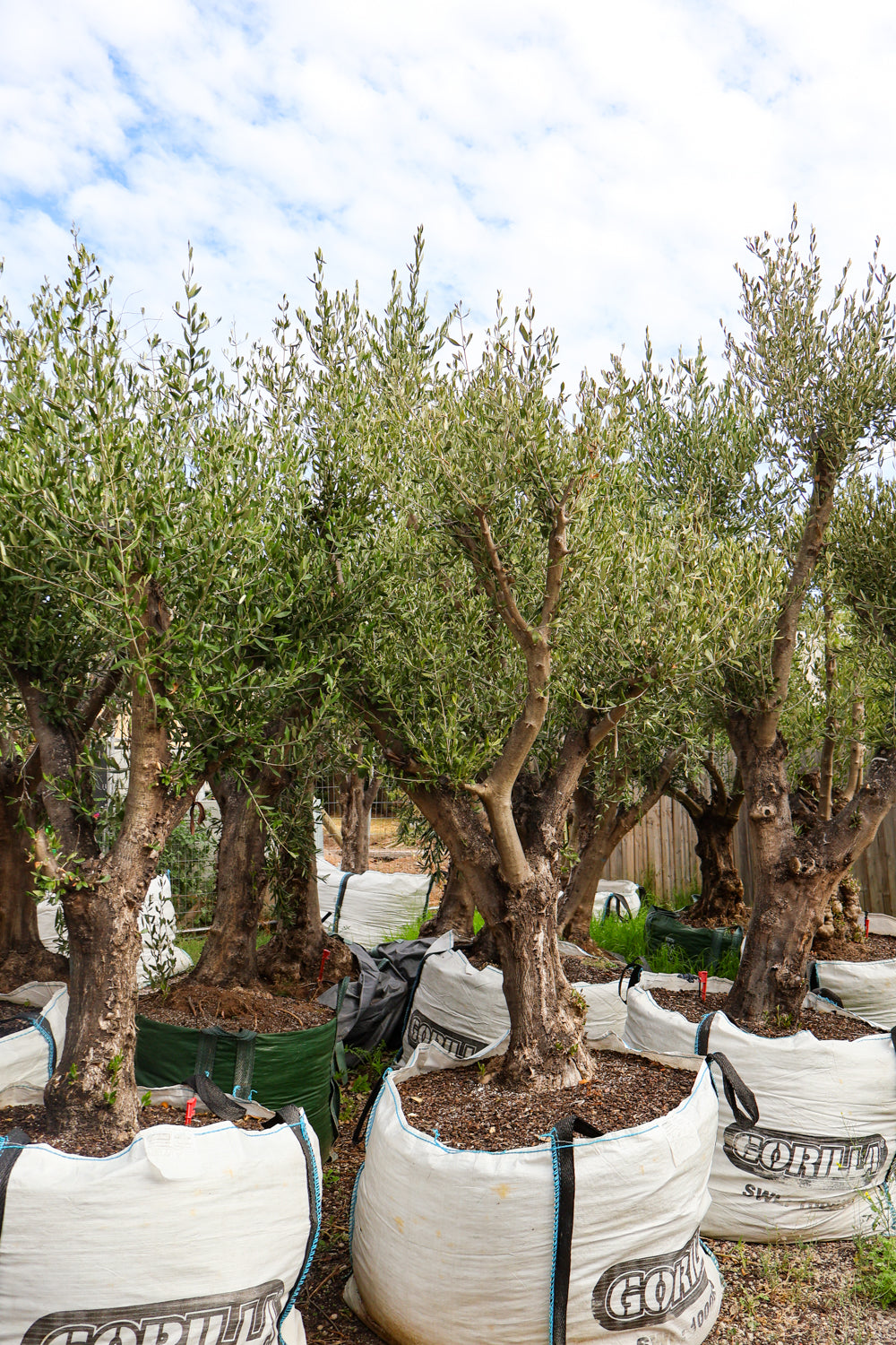 Olea europaea (Limited Sale) - Evergreen Trees Direct