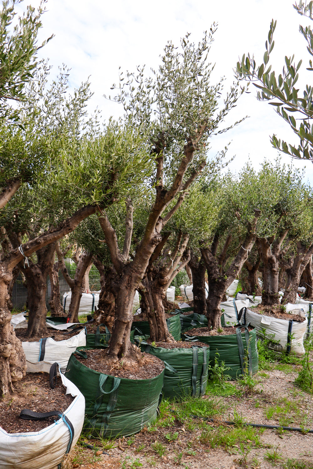 Olea europaea (Limited Sale) - Evergreen Trees Direct