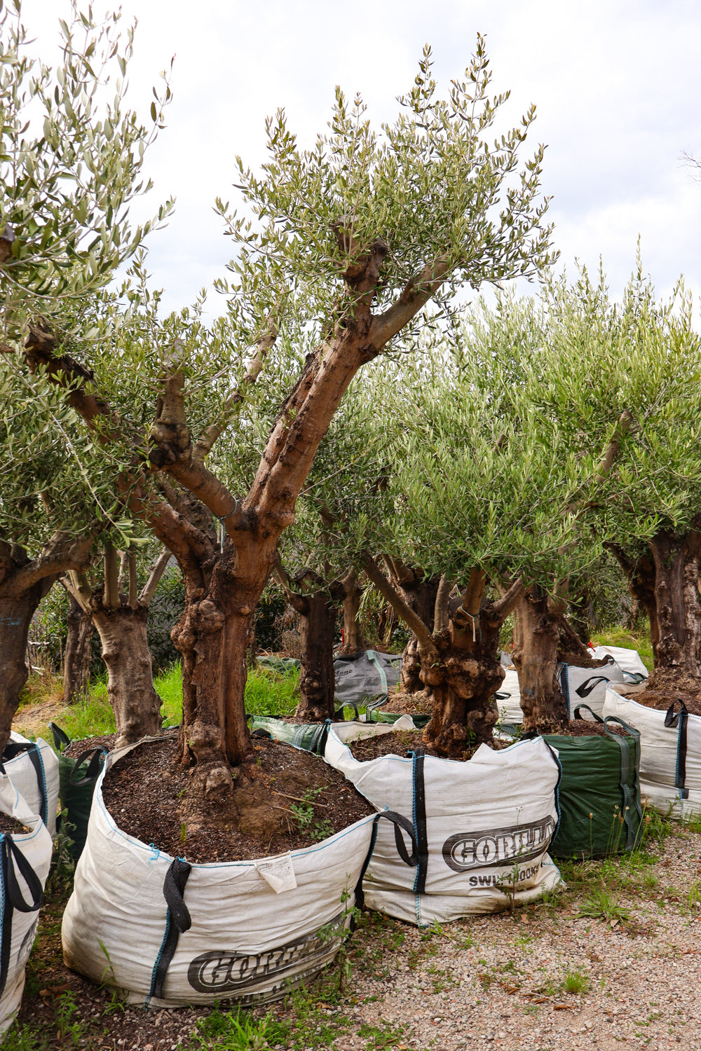 Olea europaea (Limited Sale) - Evergreen Trees Direct