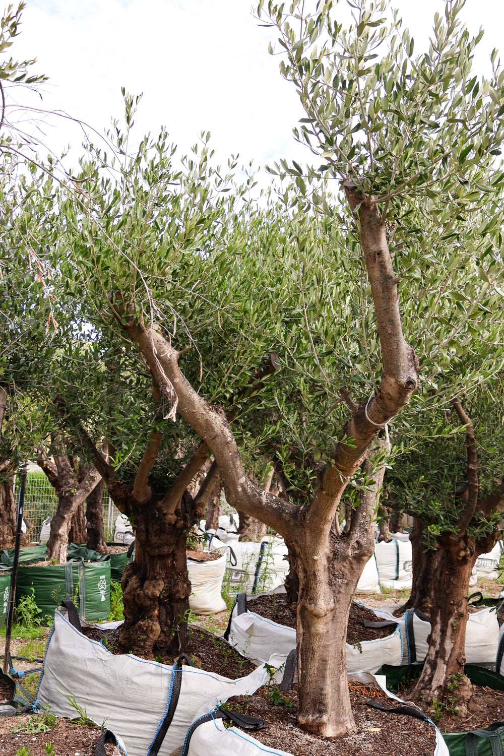 Olea europaea (Limited Sale) - Evergreen Trees Direct