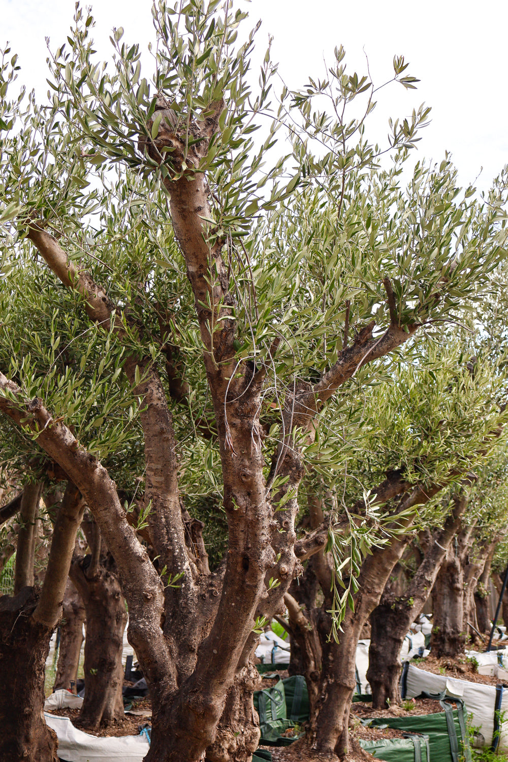 Olea europaea (Limited Sale)