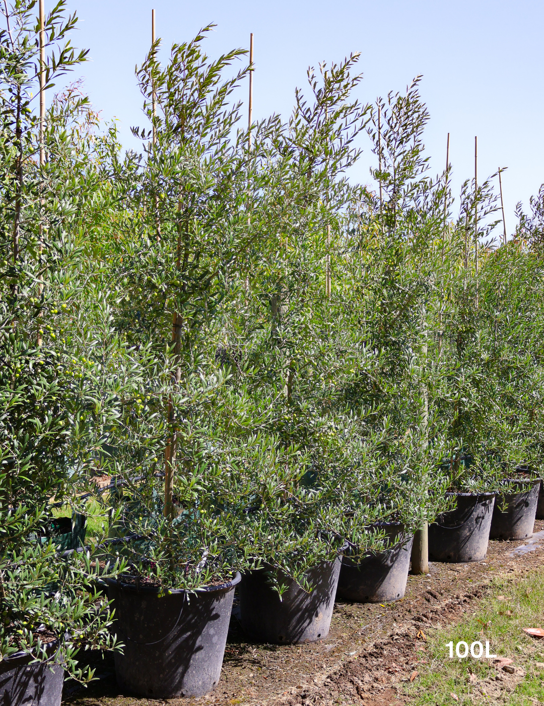 Olea europaea 'Garden Harvest' - Evergreen Trees Direct