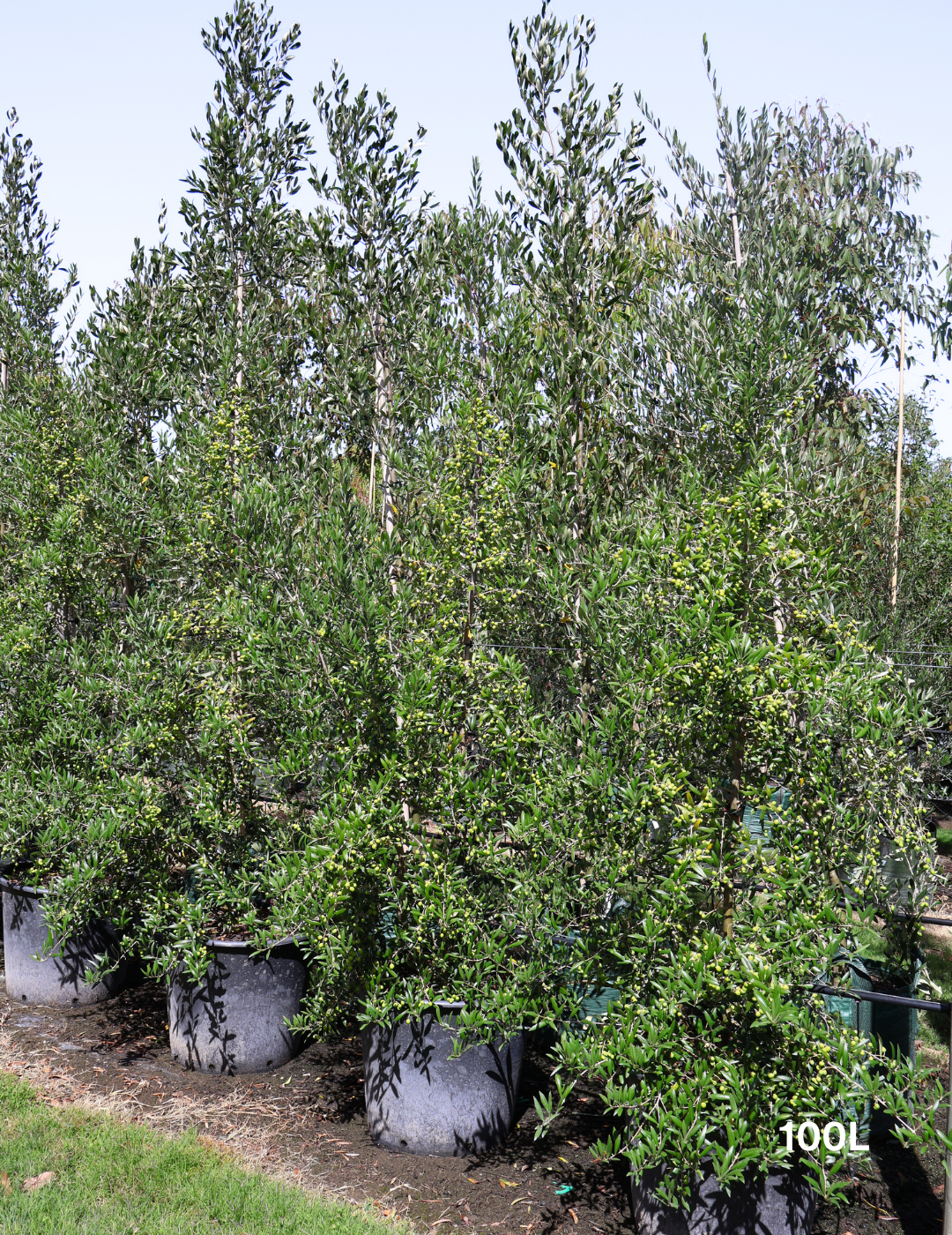 Olea europaea 'Garden Harvest' - Evergreen Trees Direct