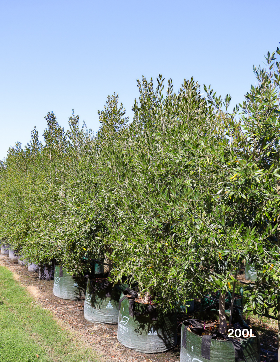 Olea europaea 'Garden Harvest' - Evergreen Trees Direct