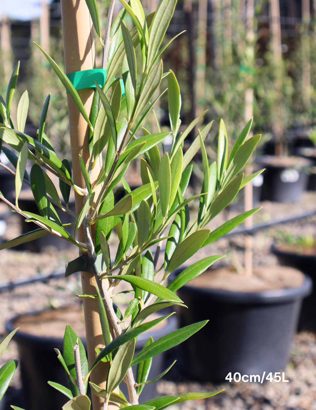 Olea europaea 'Garden Harvest' - Evergreen Trees Direct