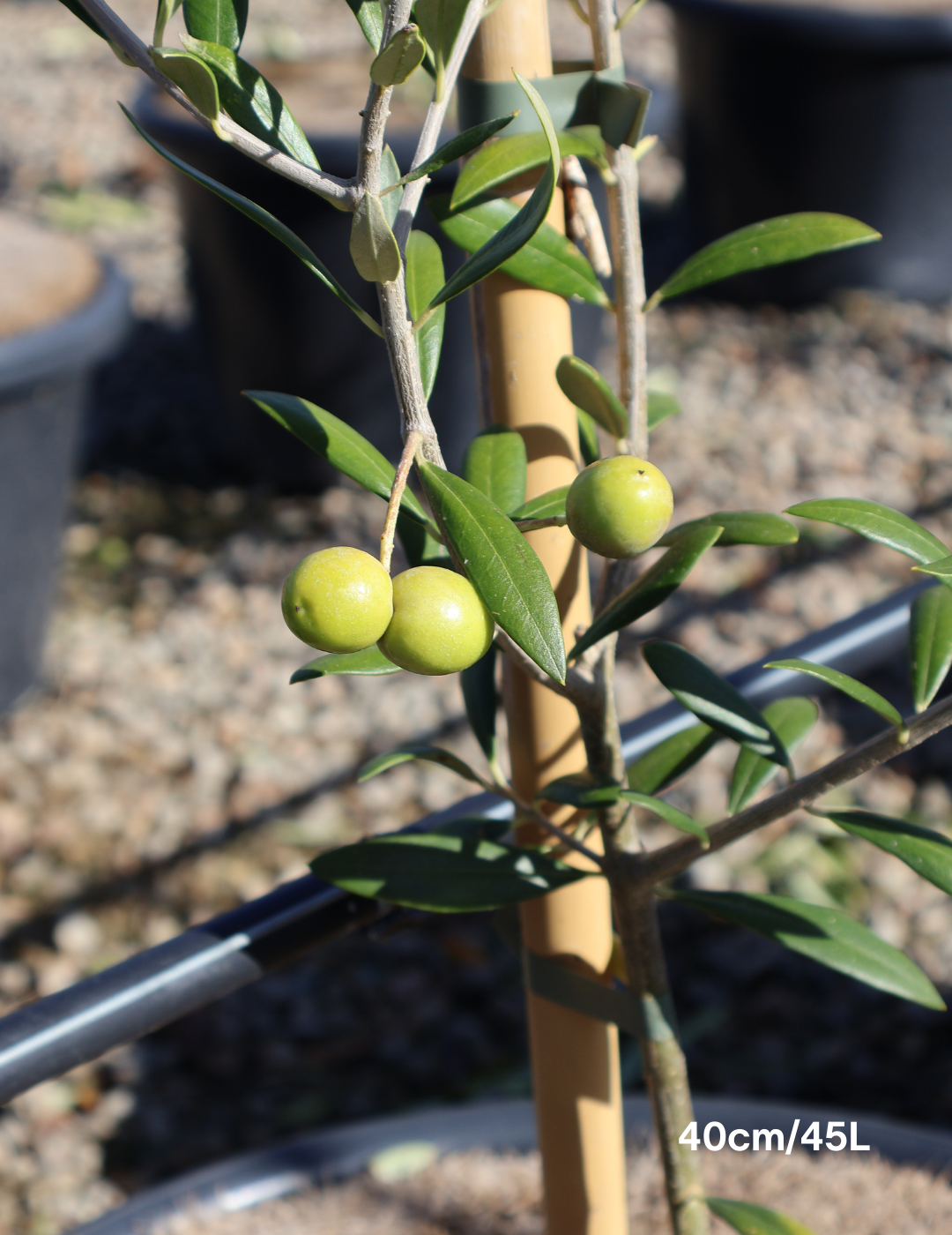 Olea europaea 'Garden Harvest' - Evergreen Trees Direct