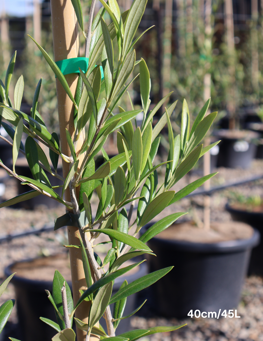 Olea europaea 'Garden Harvest' - Evergreen Trees Direct