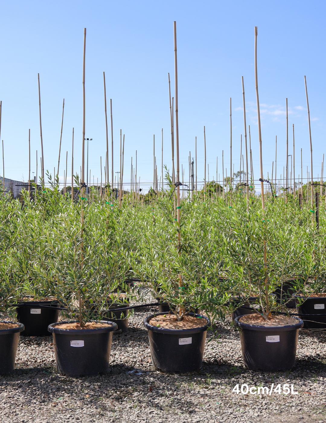 Olea europaea 'Garden Harvest' - Evergreen Trees Direct