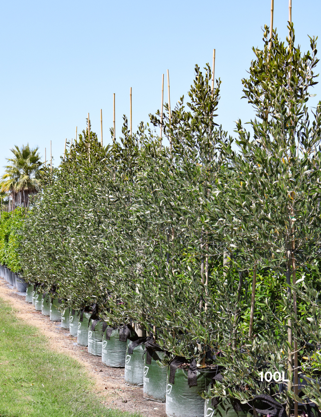 Olea europaea 'Kalamata' - Olive