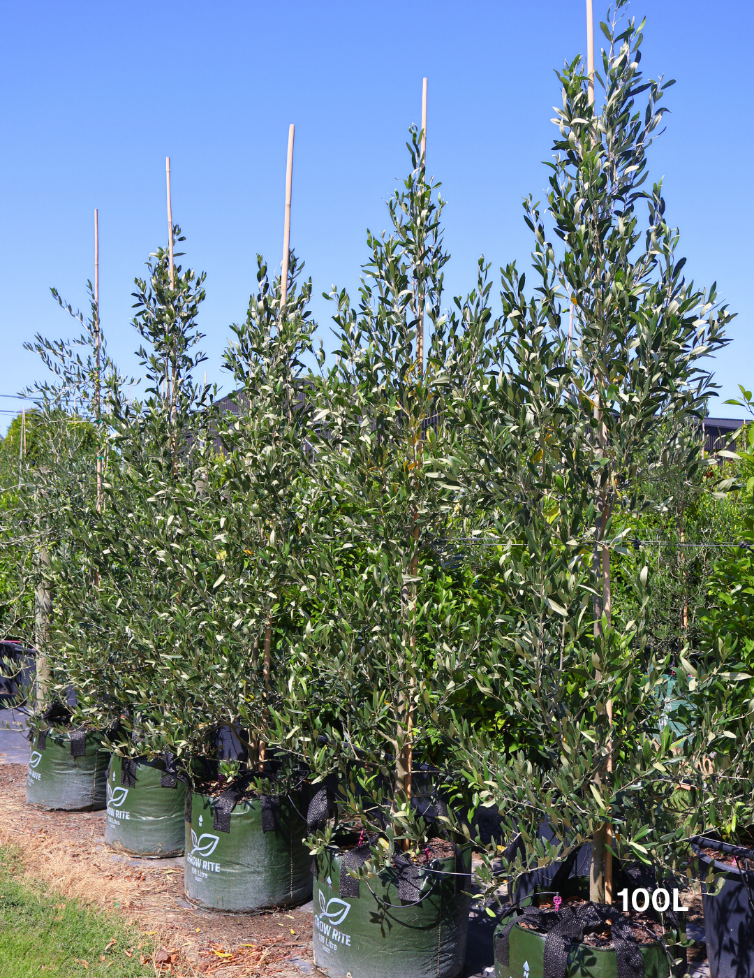 Olea europaea 'Kalamata' - Olive