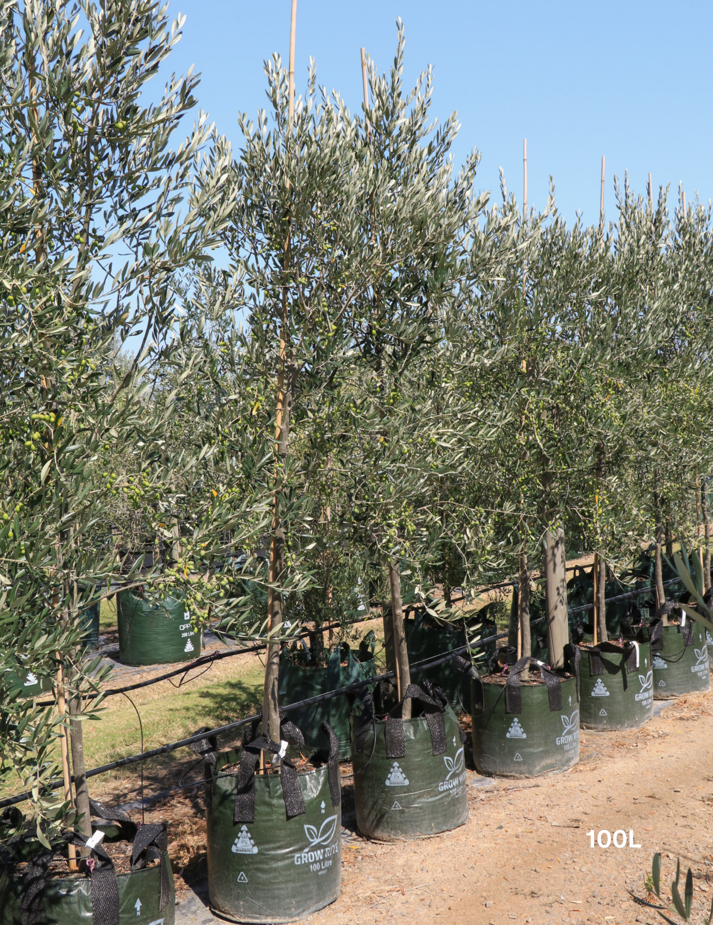 Olea europaea 'Kalamata' - Olive