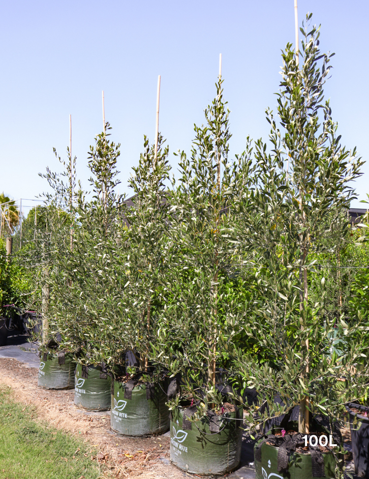 Olea europaea 'Kalamata' - Olive