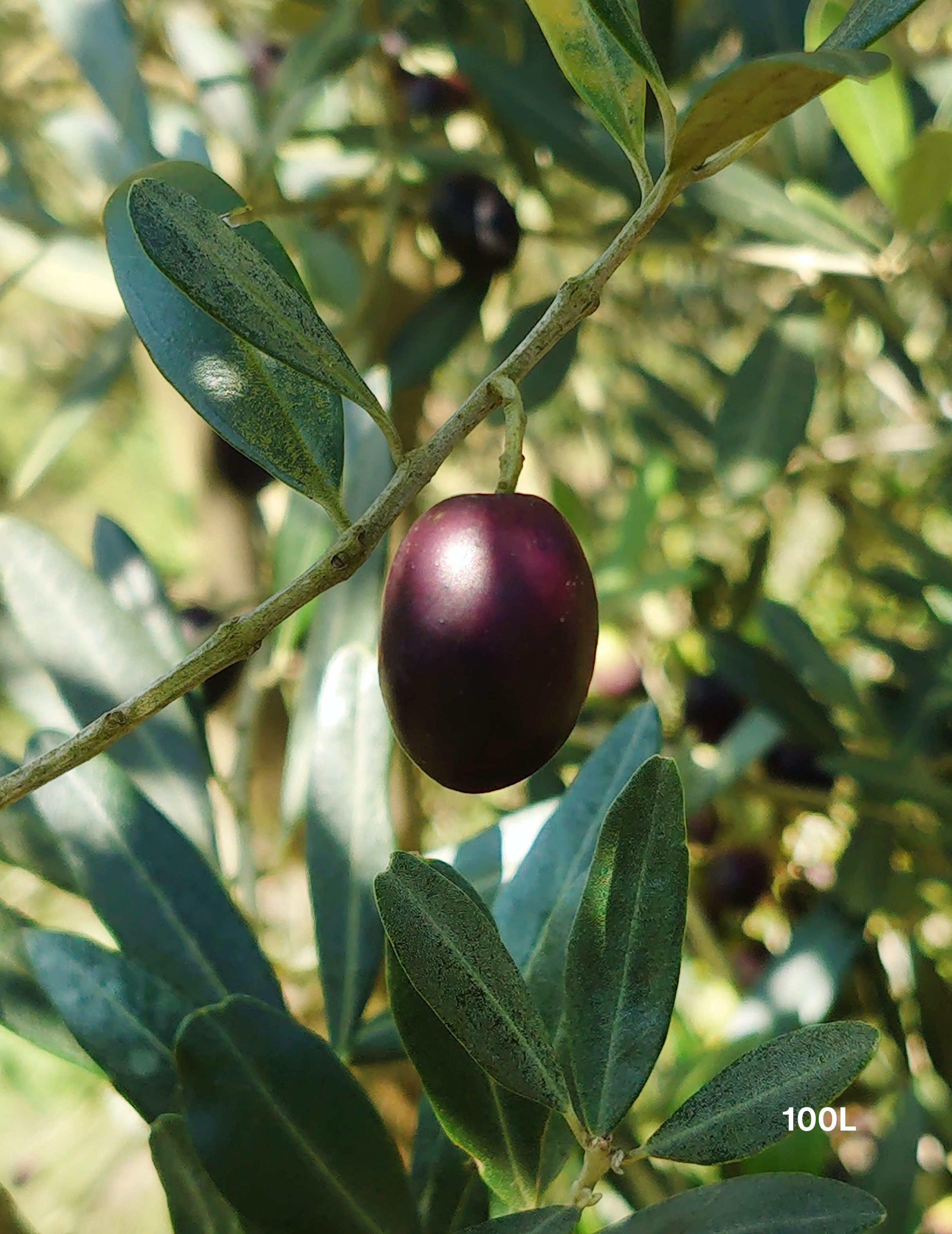 Olea europaea 'Kalamata' - Olive