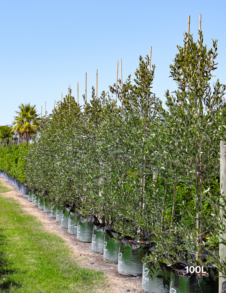 Olea europaea 'Kalamata' - Olive