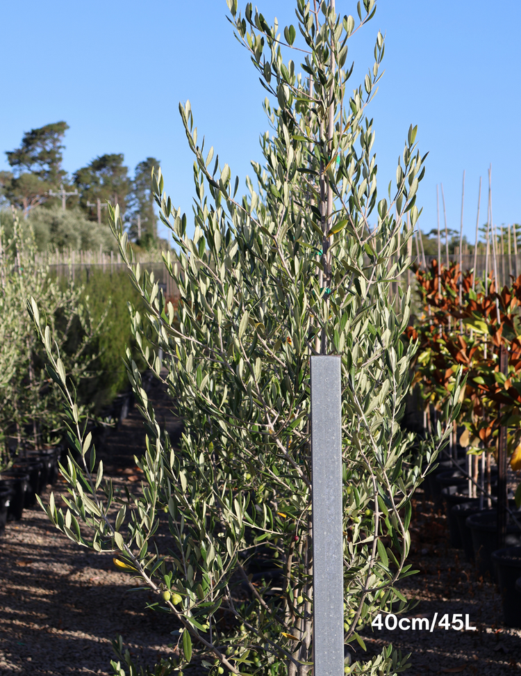 Olea europaea 'Kalamata' - Olive