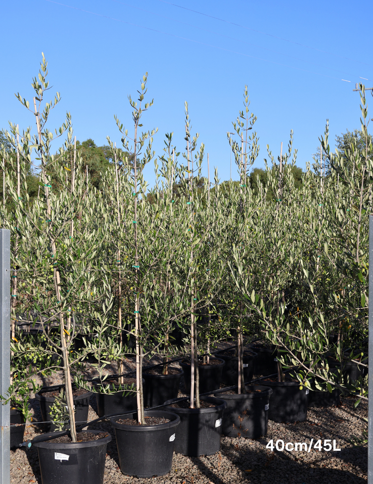 Olea europaea 'Kalamata' - Olive