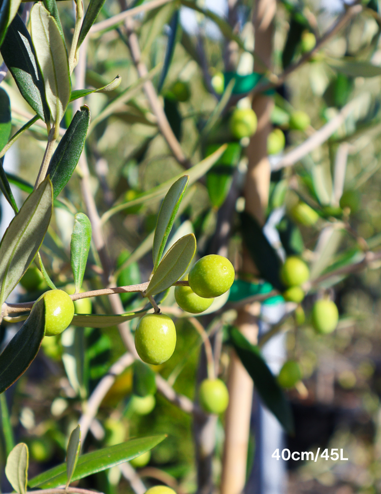 Olea europaea 'Kalamata' - Olive