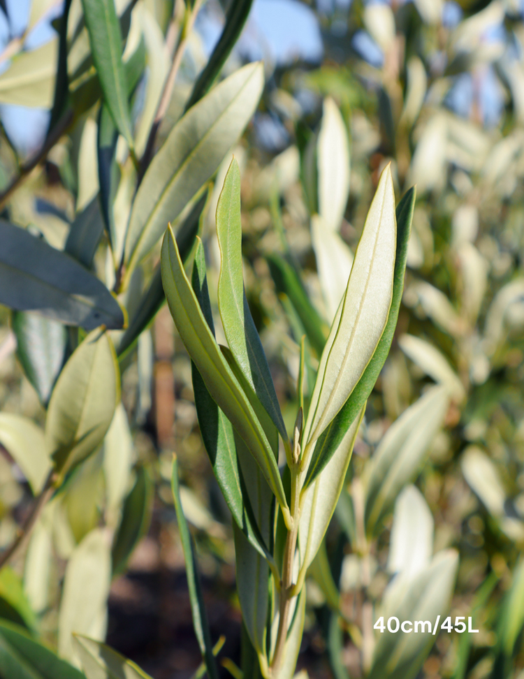 Olea europaea 'Kalamata' - Olive