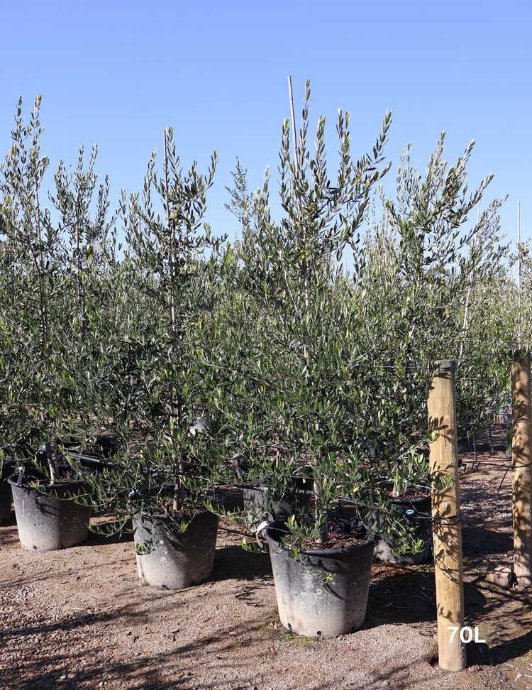 Olea europaea 'Kalamata' - Olive