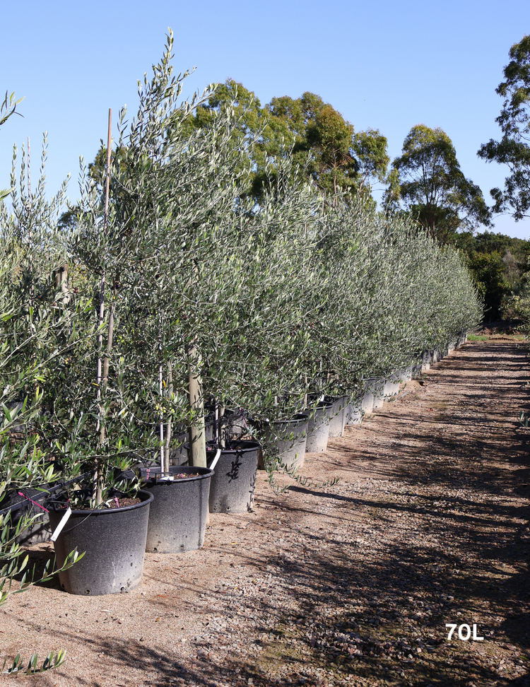 Olea europaea 'Kalamata' - Olive