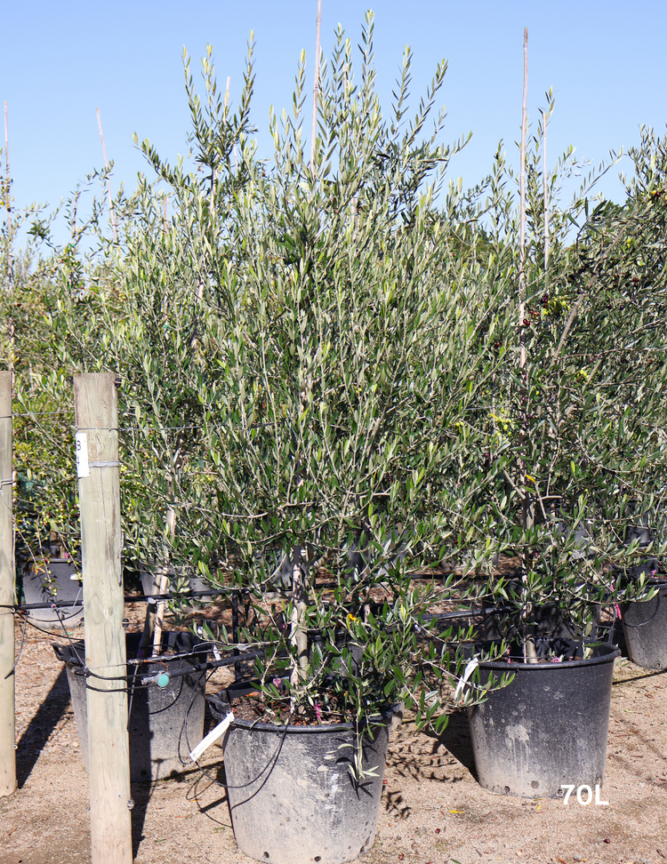 Olea europaea 'Kalamata' - Olive