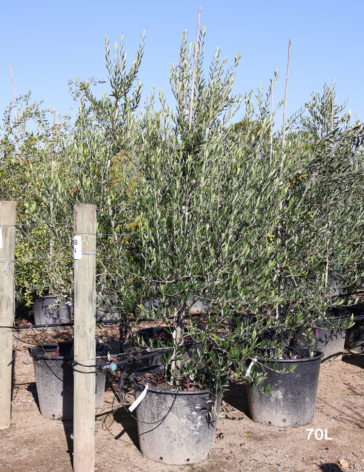 Olea europaea 'Kalamata' - Olive