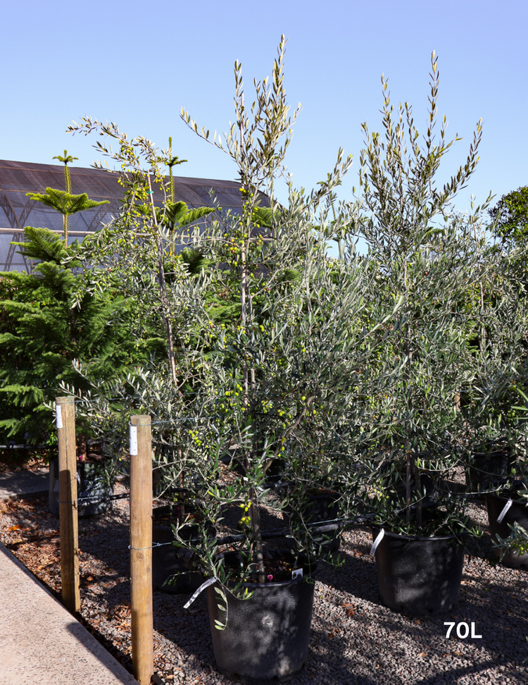 Olea europaea 'Kalamata' - Olive