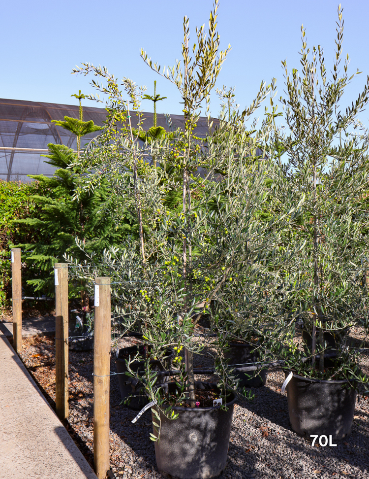 Olea europaea 'Kalamata' - Olive