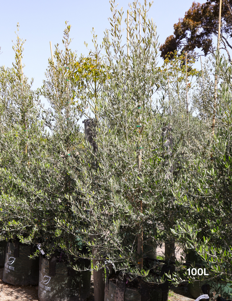 Olea europaea 'Tolley's Upright' - Olive