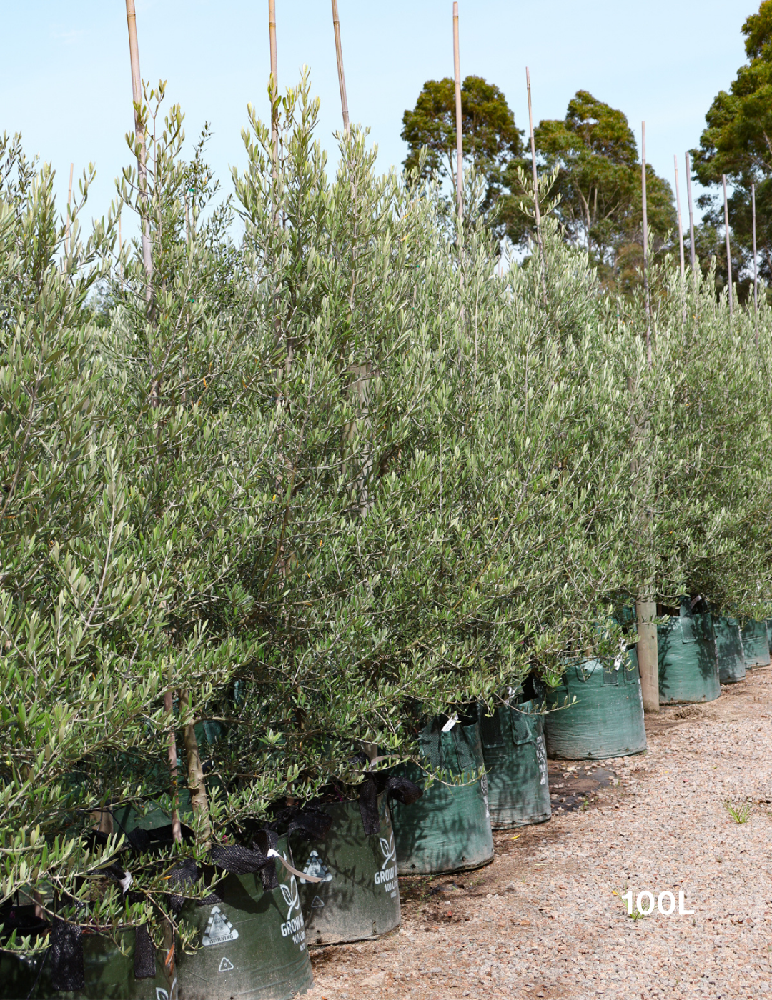 Olea europaea 'Tolley's Upright' - Olive - Evergreen Trees Direct