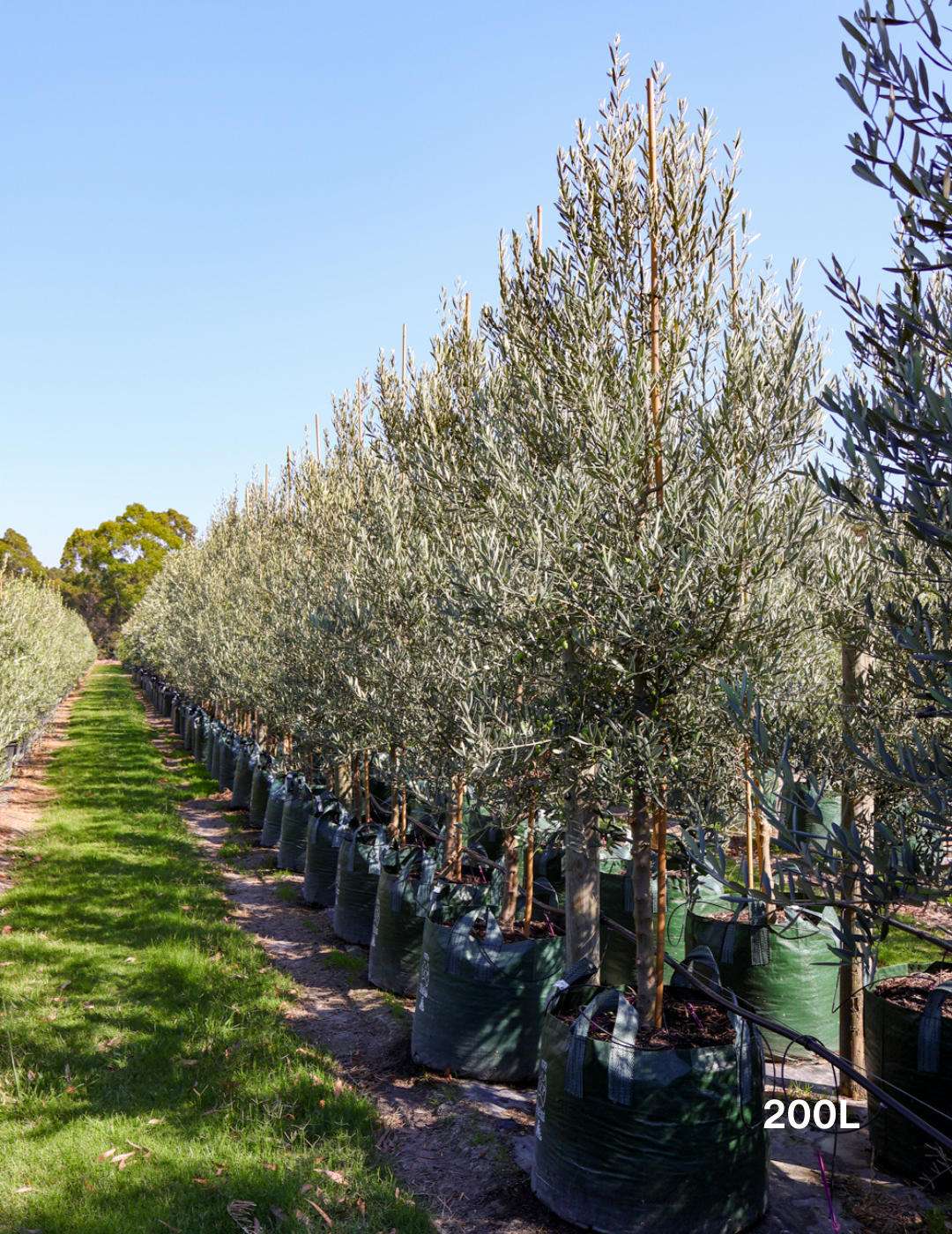 Olea europaea 'Tolley's Upright' - Olive - Evergreen Trees Direct