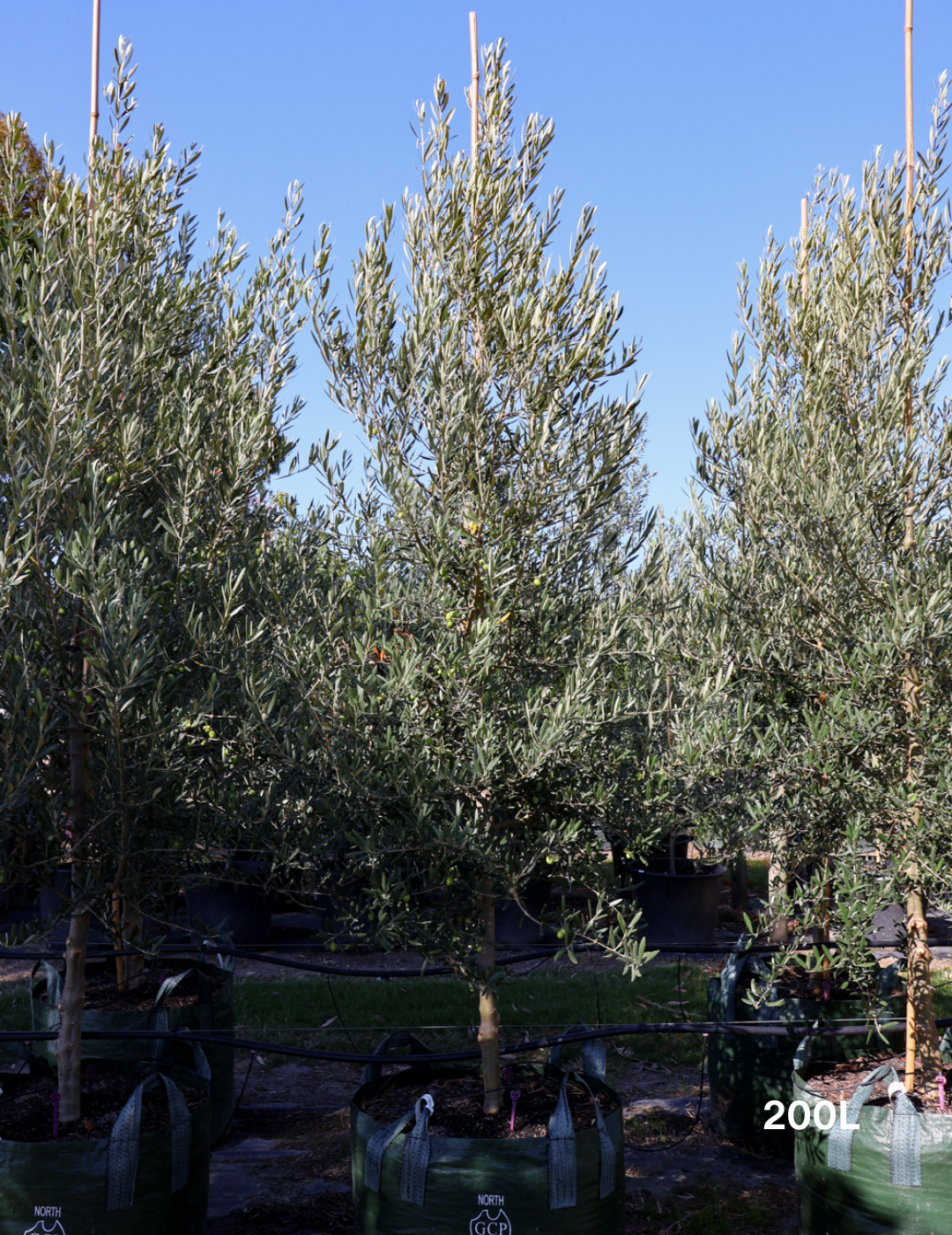 Olea europaea 'Tolley's Upright' - Olive - Evergreen Trees Direct