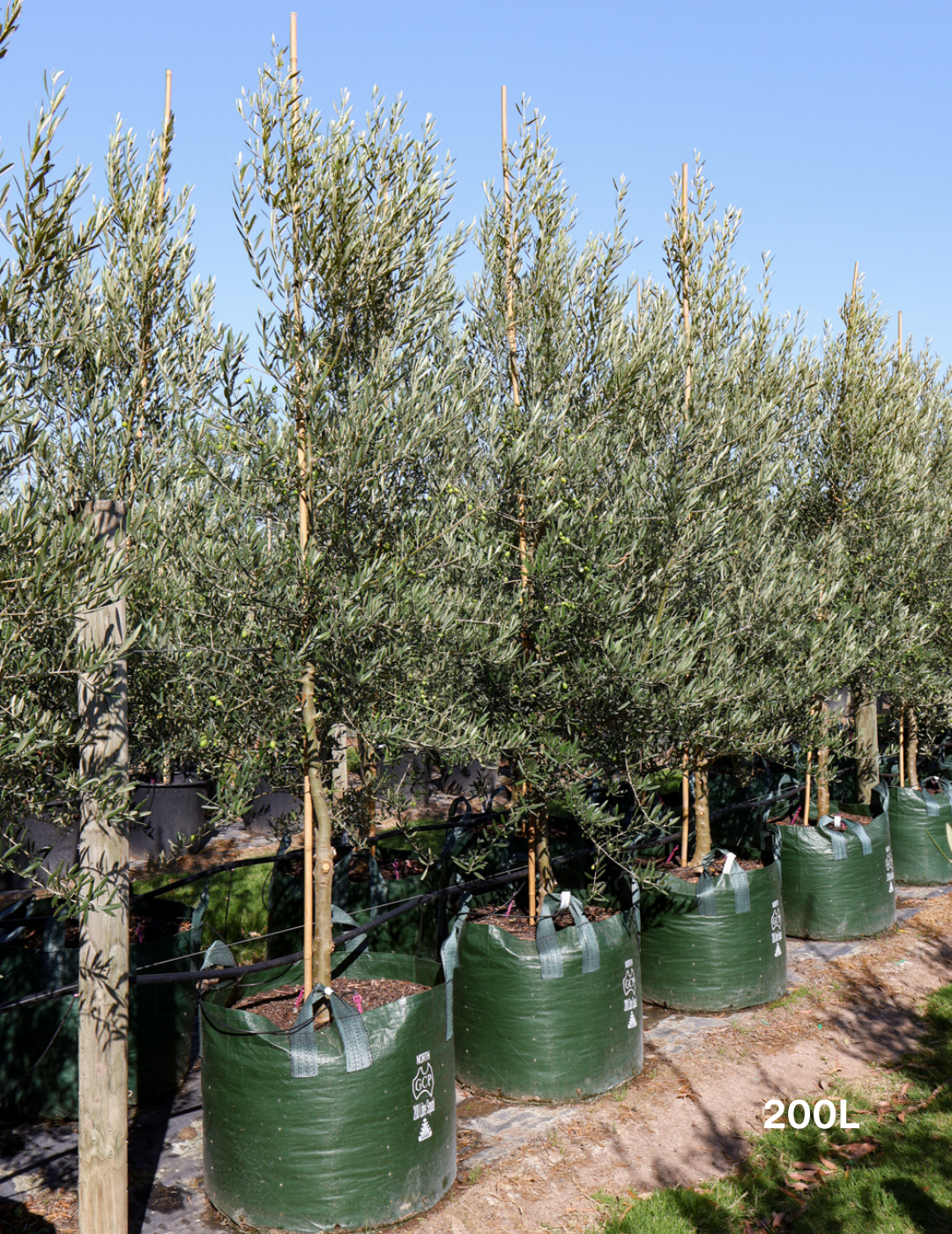 Olea europaea 'Tolley's Upright' - Olive - Evergreen Trees Direct