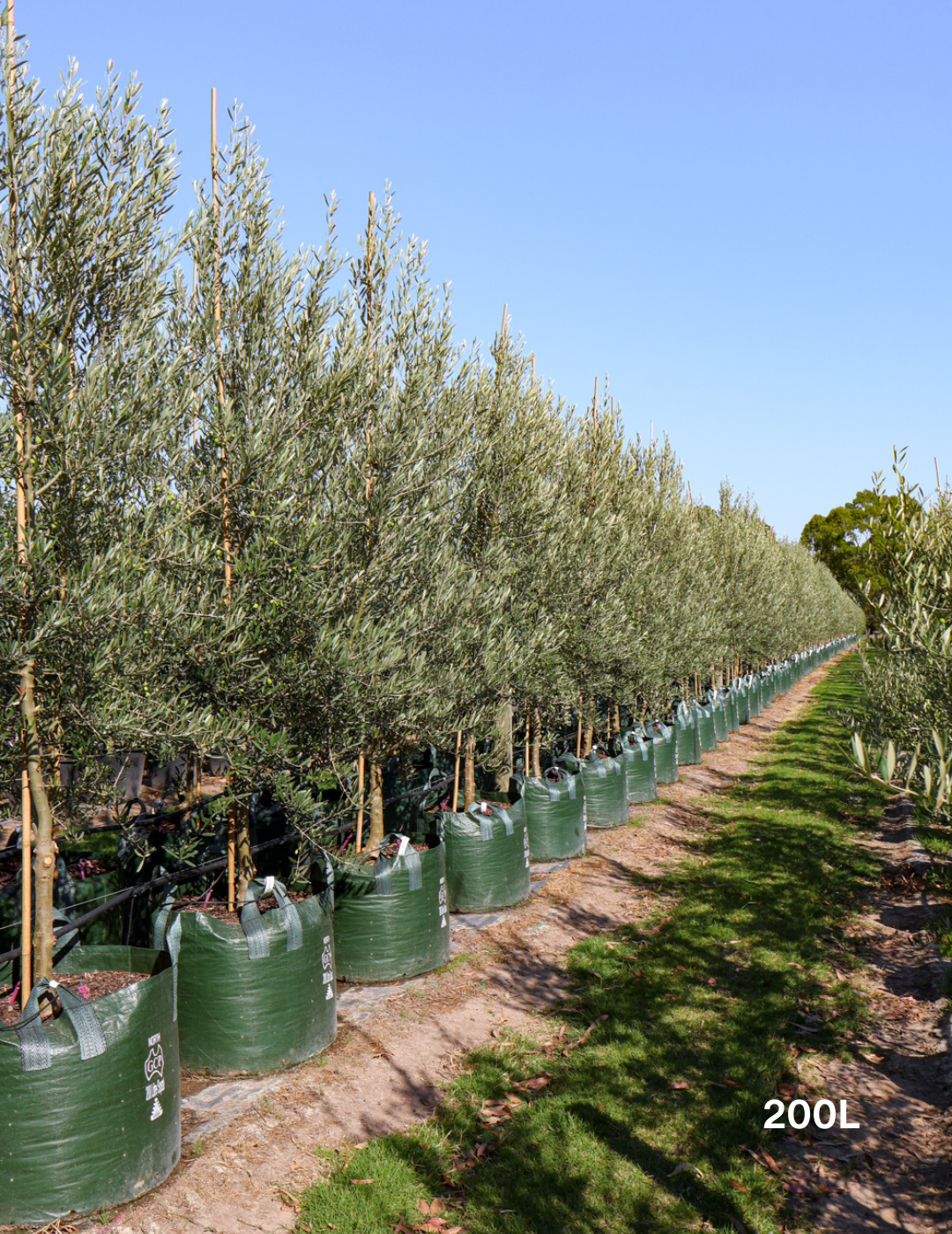 Olea europaea 'Tolley's Upright' - Olive - Evergreen Trees Direct