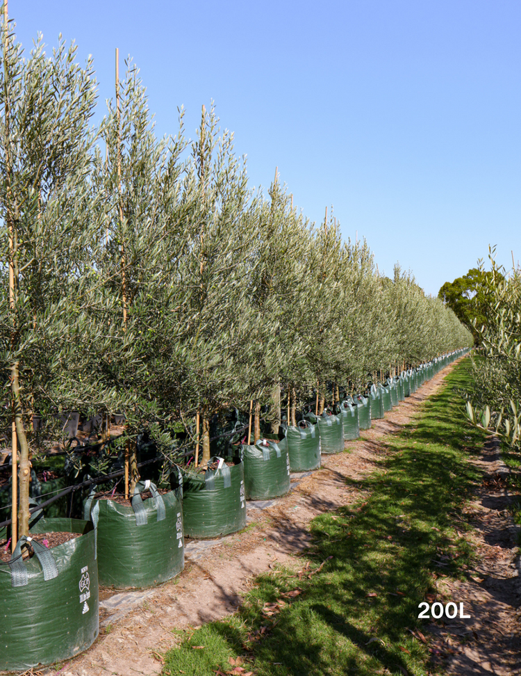 Olea europaea 'Tolley's Upright' - Olive