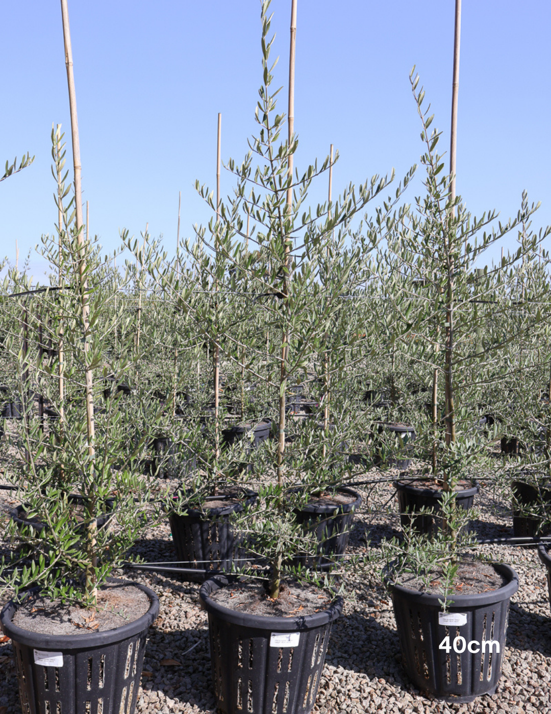 Olea europaea 'Tolley's Upright' - Olive - Evergreen Trees Direct