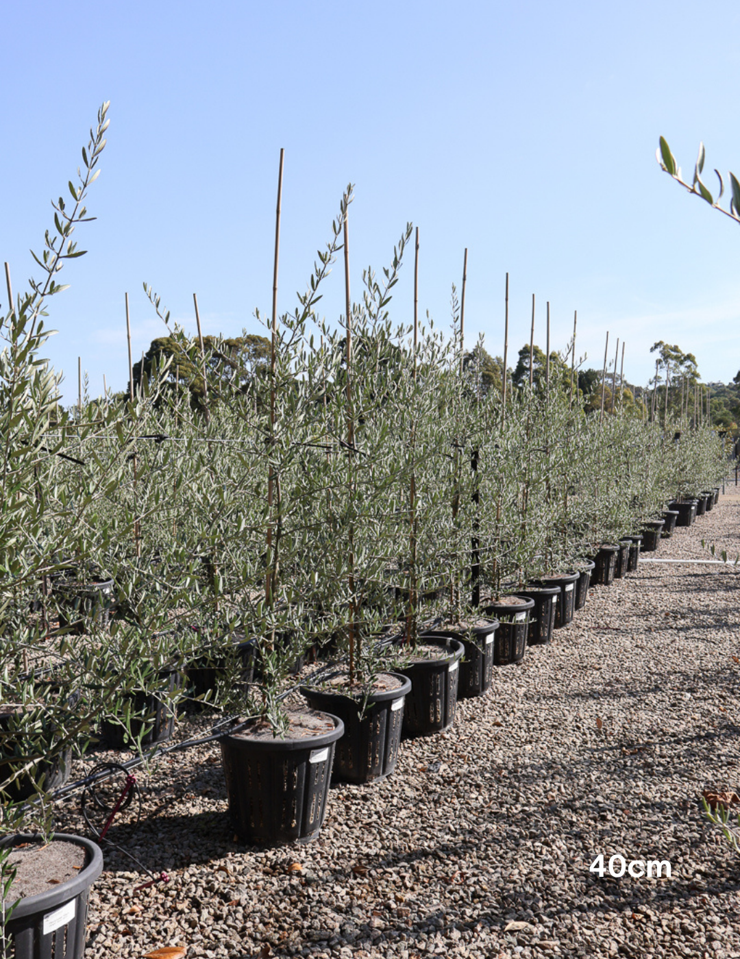 Olea europaea 'Tolley's Upright' - Olive - Evergreen Trees Direct