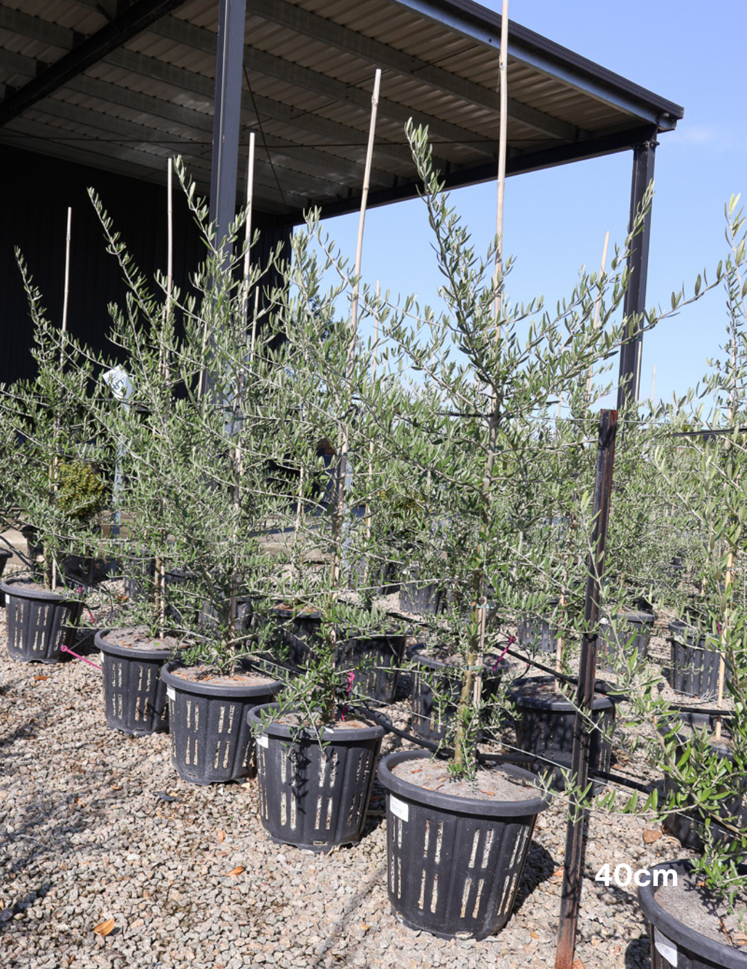 Olea europaea 'Tolley's Upright' - Olive - Evergreen Trees Direct