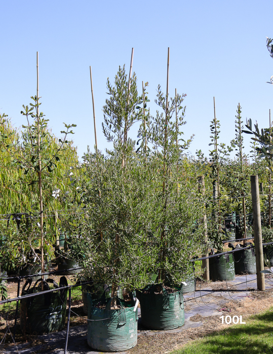 Olea europaea 'Tolley's Upright' - Olive - Evergreen Trees Direct