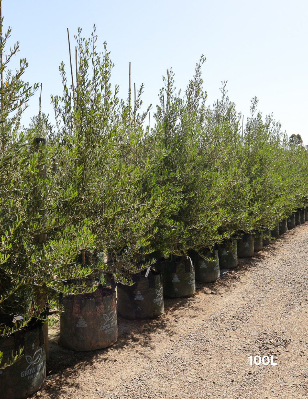 Olea europaea 'Tolley's Upright' - Olive - Evergreen Trees Direct