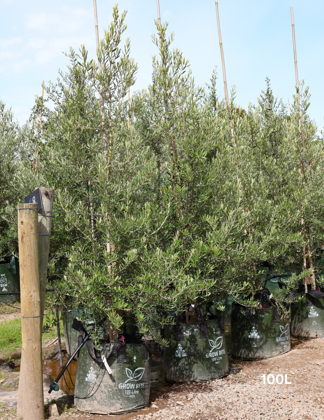 Olea europaea 'Tolley's Upright' - Olive - Evergreen Trees Direct