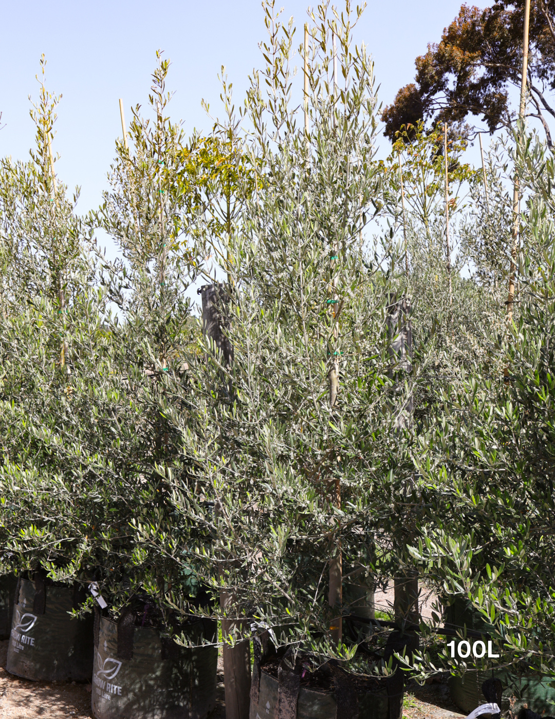 Olea europaea 'Tolley's Upright' - Olive - Evergreen Trees Direct