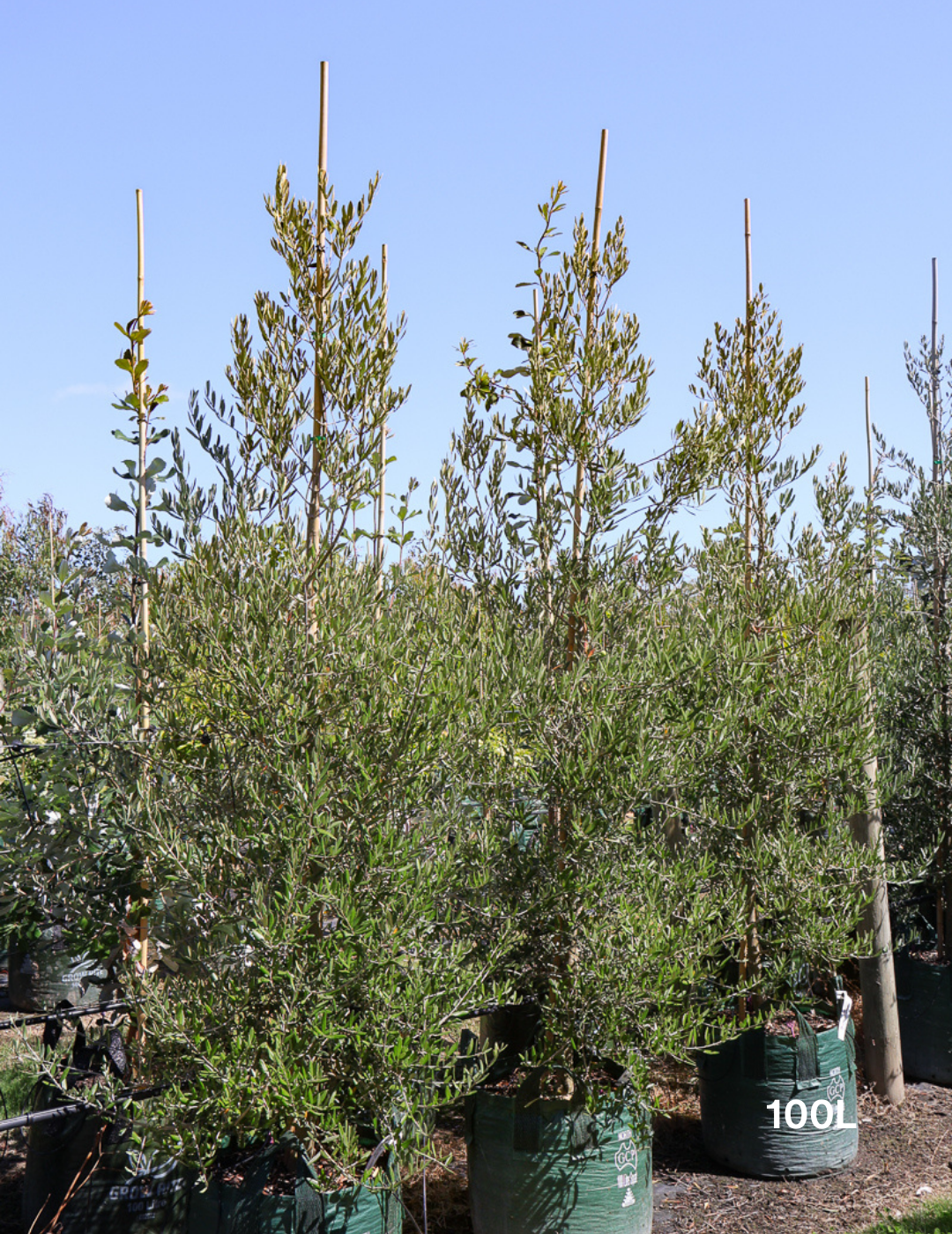 Olea europaea 'Tolley's Upright' - Olive - Evergreen Trees Direct