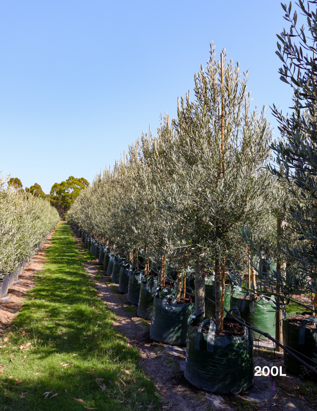 Olea europaea 'Tolley's Upright' - Olive